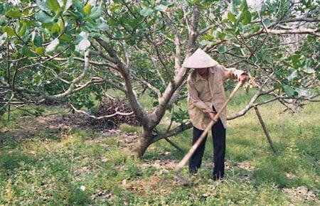 Nông dân làm cỏ vườn điều Nông dân làm cỏ vườn điều
