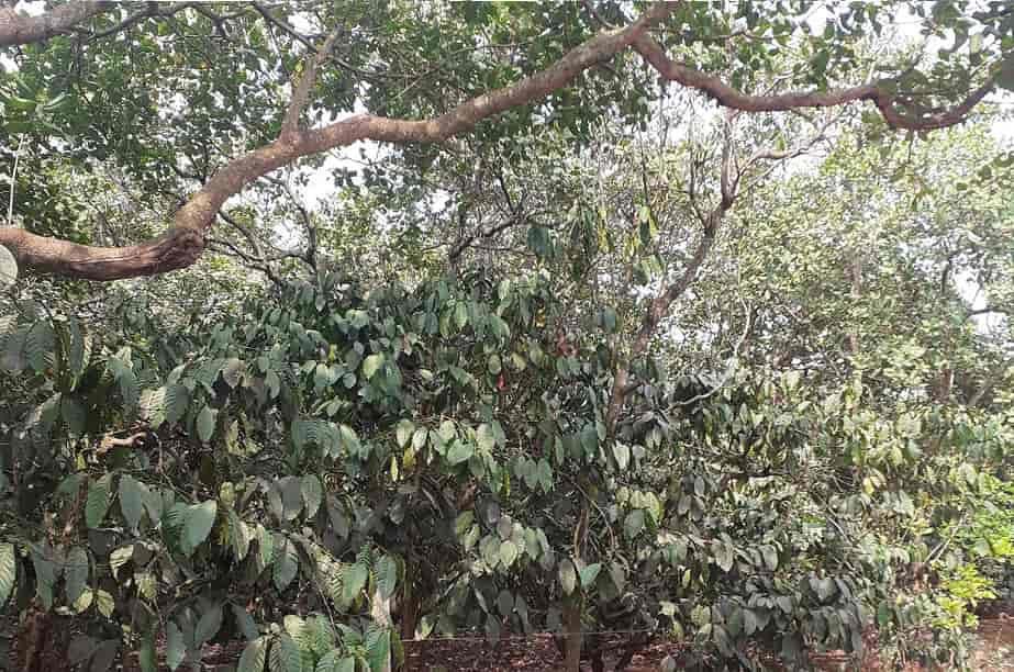 Mô hình trồng xen canh cây ca cao trong vườn điều Mô hình trồng xen canh cây ca cao trong vườn điều