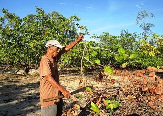Người nông dân đang tỉa cành điều Người nông dân đang tỉa cành điều