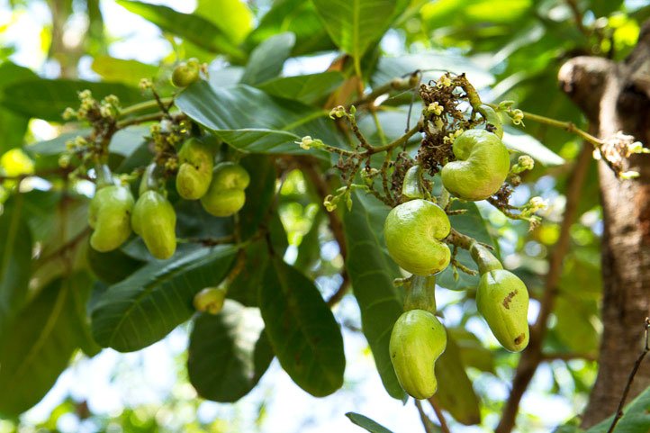 Thất mùa, điều nguyên liệu cả nước giảm cả trăm ngàn tấn 