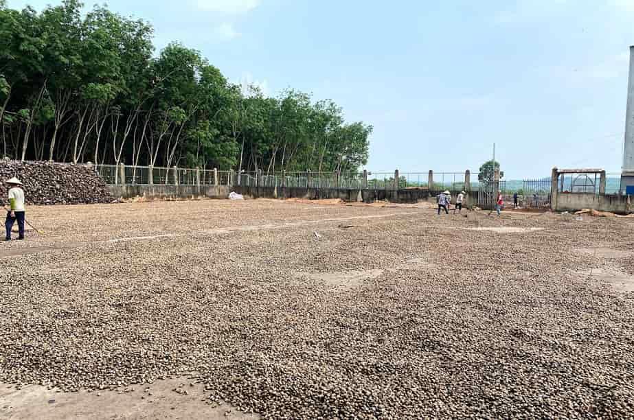 Hạt điều Việt Nam được thu mua và phơi khô tại Pagacas