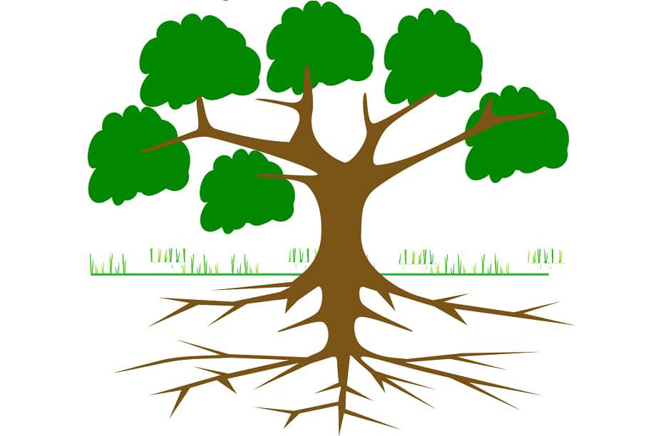 Mô tả hệ rễ của cây điều